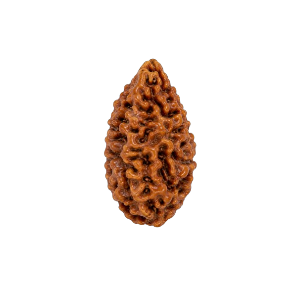 1 Mukhi Rudraksha