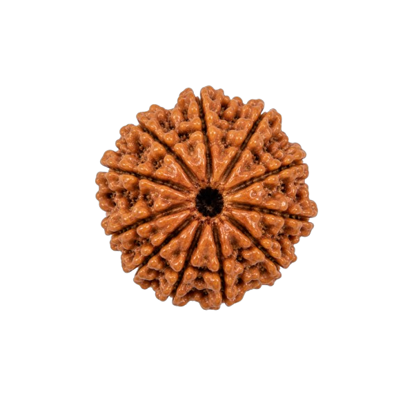 11 Mukhi Rudraksha