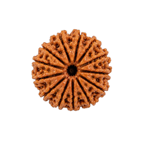 13 Mukhi Rudraksha