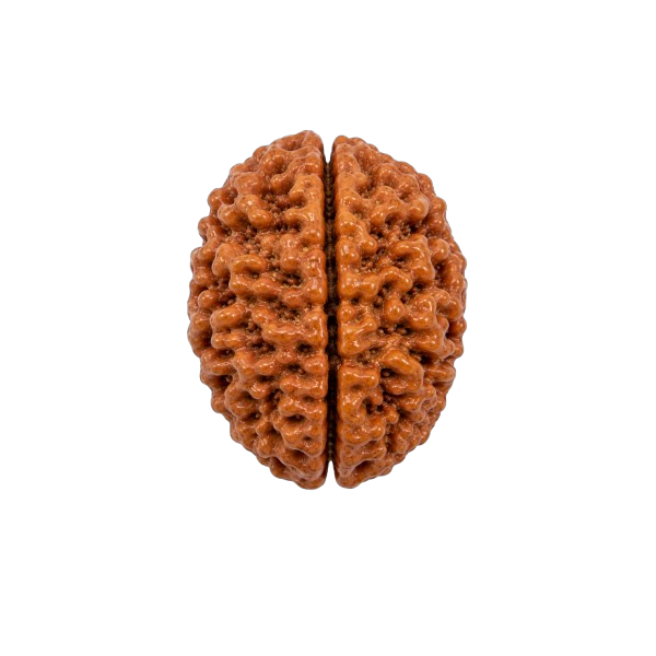 2 Mukhi Rudraksha