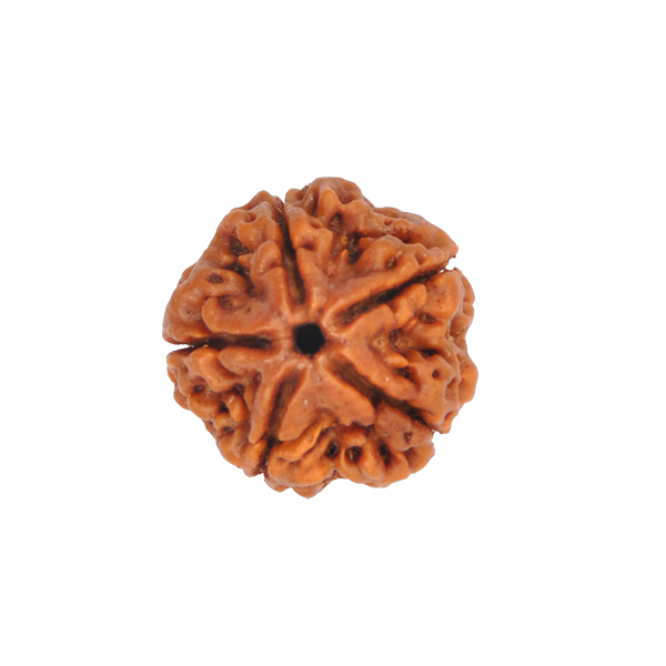 5 Mukhi Rudraksha