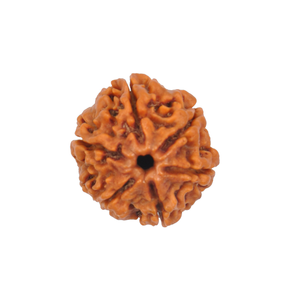 6 Mukhi Rudraksha