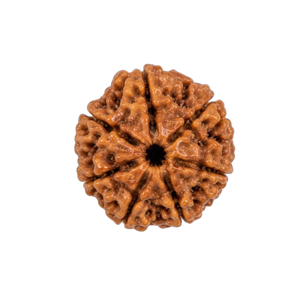 7 Mukhi Rudraksha