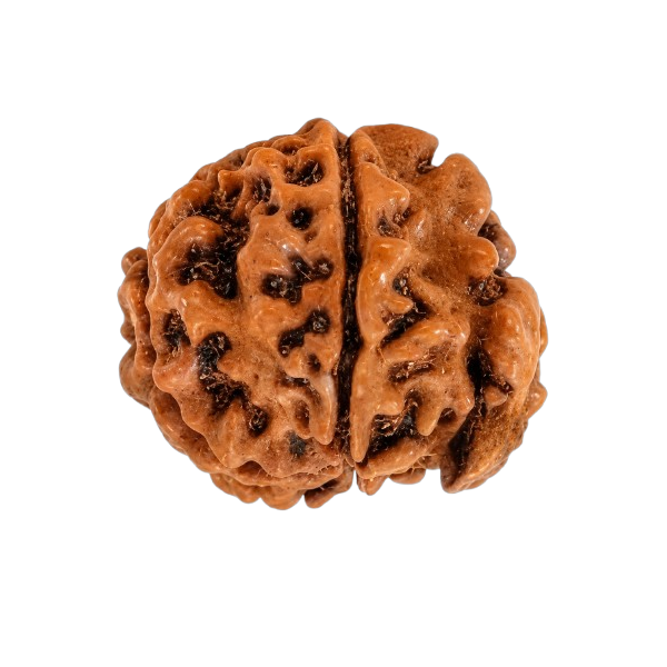 Ganesh Mukhi Rudraksha