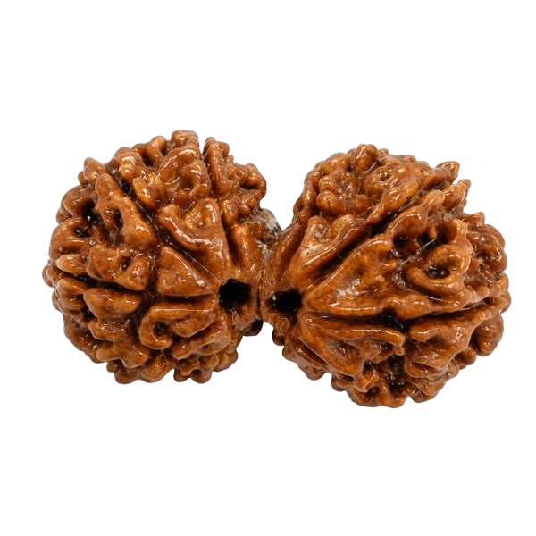 Gauri Shankar Rudraksha