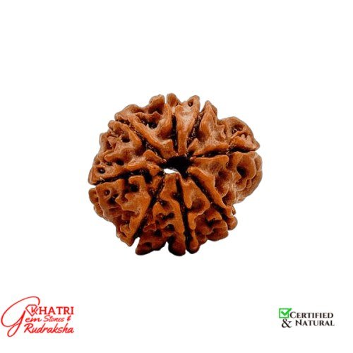 8 Mukhi  Rudraksha — view 2
