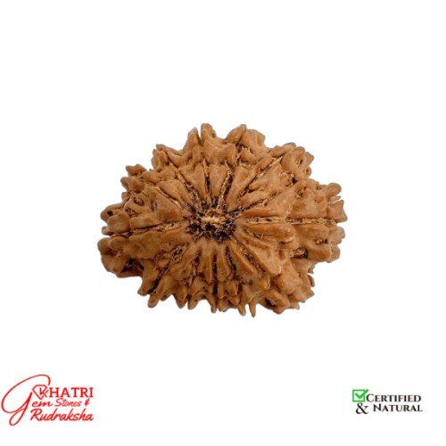 12 Mukhi Rudraksha