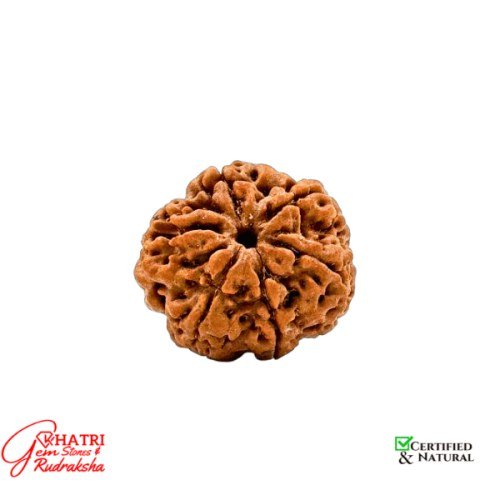 6 Mukhi Rudraksha — view 2