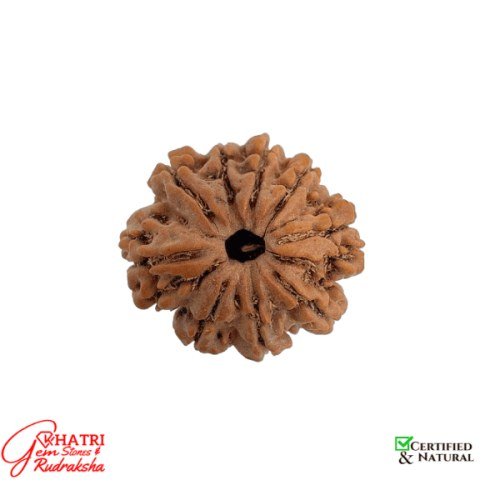 9 Mukhi Rudraksha