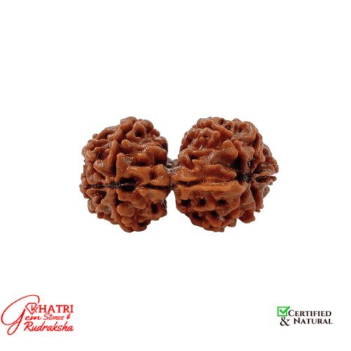 Gauri Shankar Rudraksha — view 2