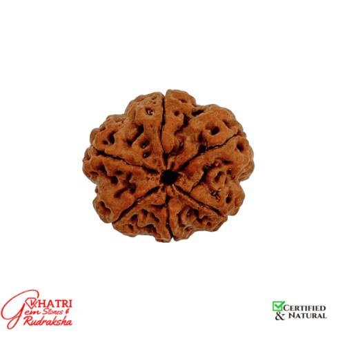 6 Mukhi Rudraksha