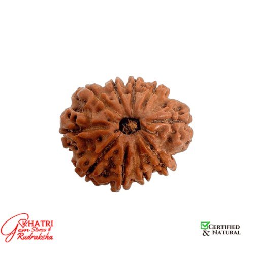 10 Mukhi Rudraksha