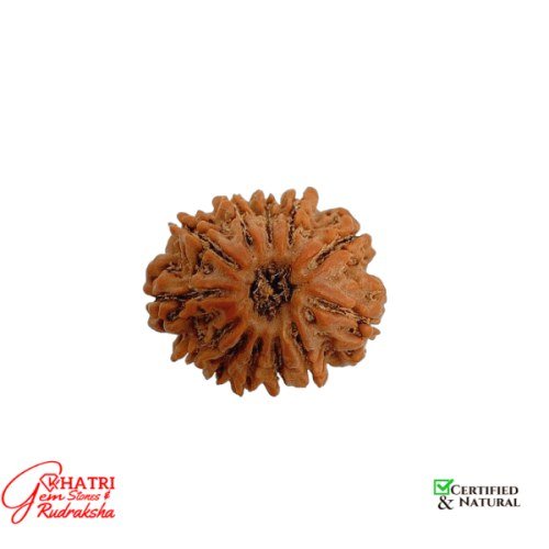 12 Mukhi Rudraksha