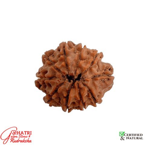 10 Mukhi Rudraksha — view 2