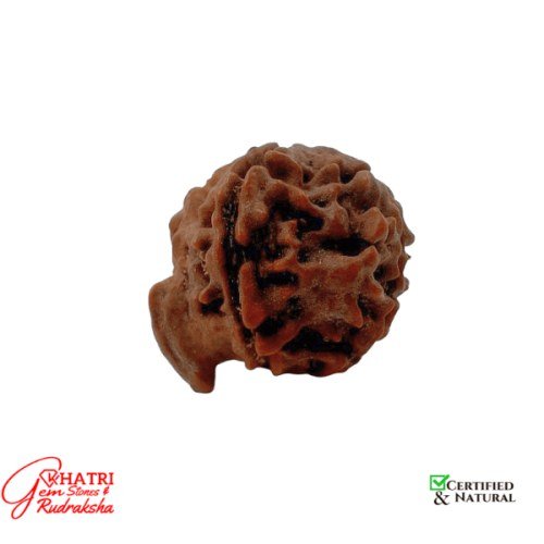 Shri Ganesh Rudraksha — view 2