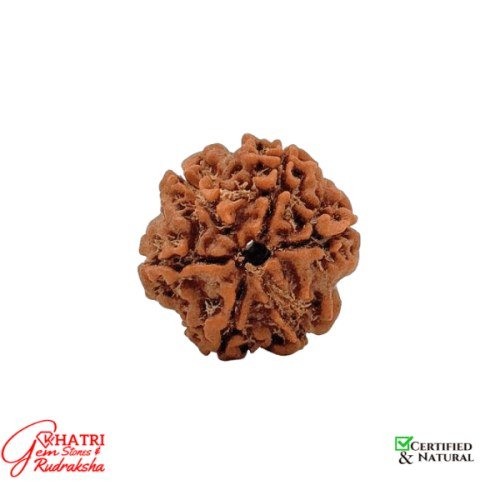 6 Mukhi Rudraksha — view 2