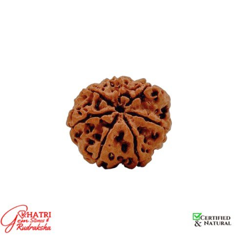 7 Mukhi Rudraksha — view 2
