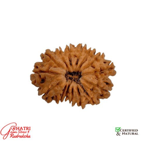 14 Mukhi Rudraksha