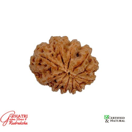 11 Mukhi Rudraksha — view 2