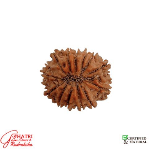 13 Mukhi Rudraksha — view 2
