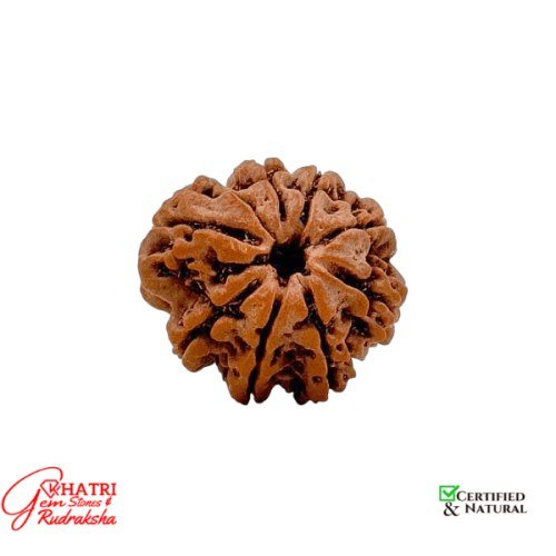 8 Mukhi Rudraksha — view 2