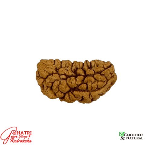1 Mukhi Rudraksha