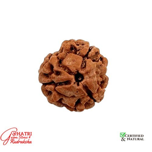 3 Mukhi Rudraksha