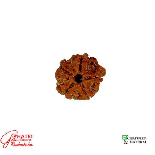 5 Mukhi Rudraksha