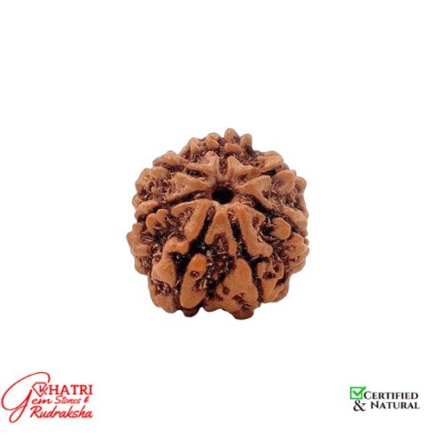 7 Mukhi Rudraksha — view 2