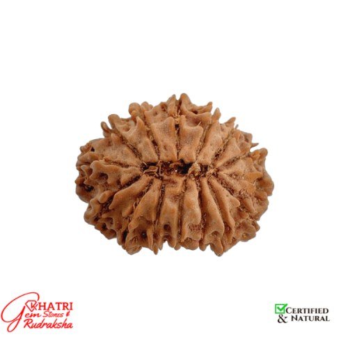 13 Mukhi Rudraksha — view 2