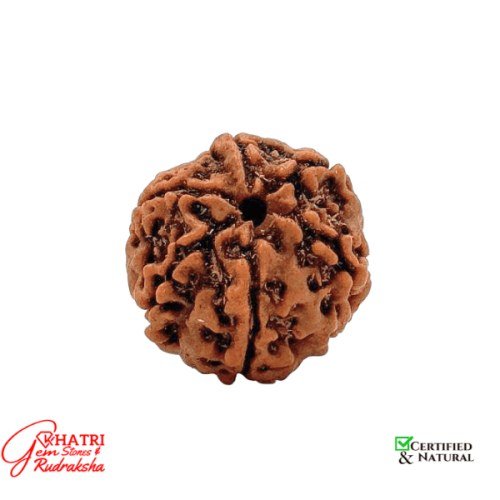 6 Mukhi Rudraksha — view 2