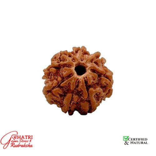 8 Mukhi Rudraksha — view 2
