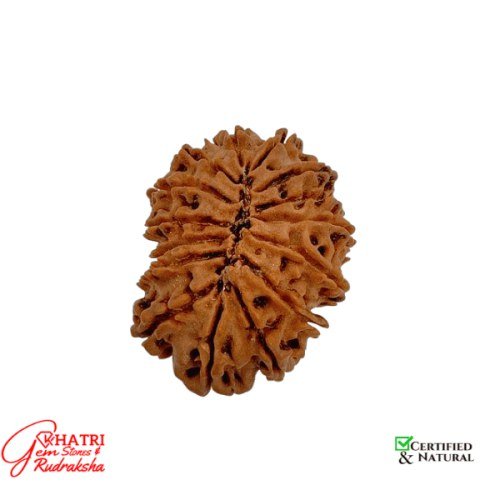 13 Mukhi Rudraksha — view 2
