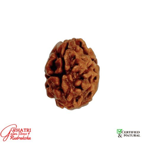 2 Mukhi Rudraksha