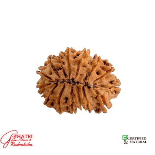 14 Mukhi Rudraksha — view 2