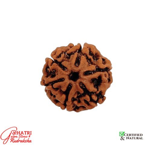 6 Mukhi Rudraksha