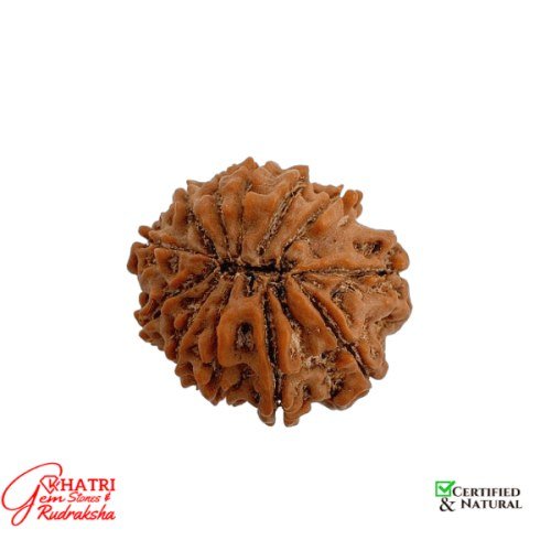 12 Mukhi Rudraksha — view 2