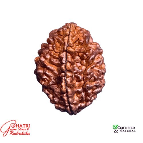 2 Mukhi Rudraksha