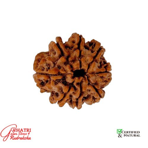 8 Mukhi Rudraksha
