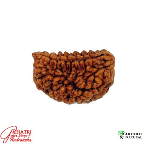 2 Mukhi Rudraksha