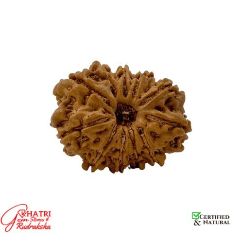 11 Mukhi Rudraksha