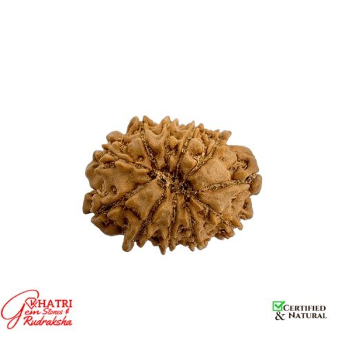 11 Mukhi Rudraksha — view 2