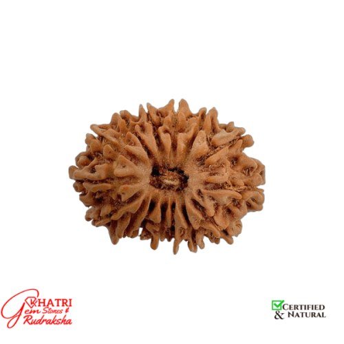 14 Mukhi Rudraksha