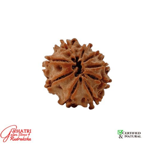 9 Mukhi Rudraksha — view 2