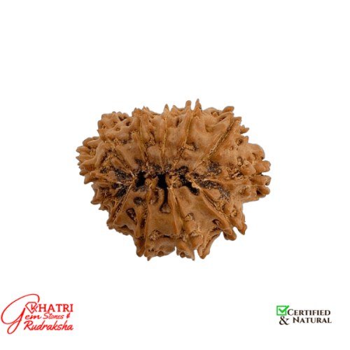 12 Mukhi Rudraksha — view 2