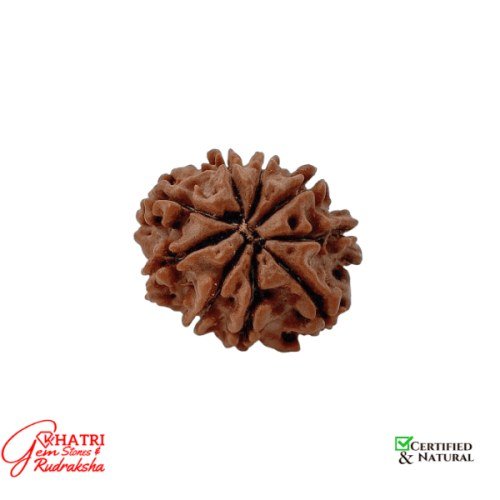 9 Mukhi Rudraksha — view 2