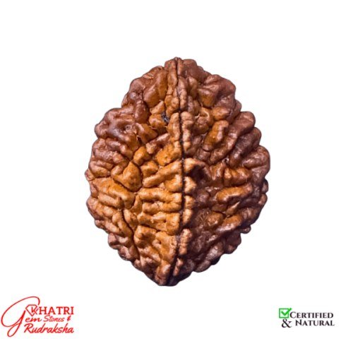 2 Mukhi Rudraksha — view 2
