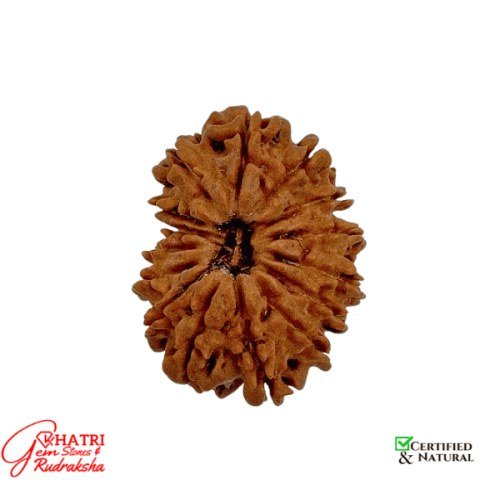 13 Mukhi Rudraksha