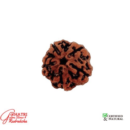 5 Mukhi Rudraksha