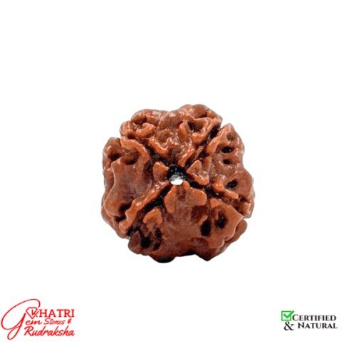 4 Mukhi Rudraksha — view 2